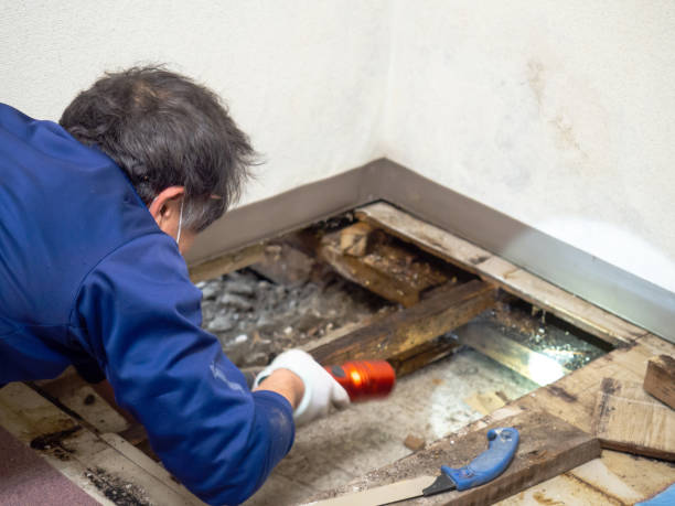 Best Mold Testing  in Bolinas, CA