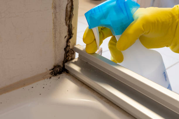 Best Toxic Mold Removal  in Bolinas, CA