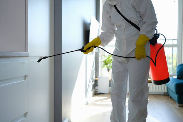 Best Emergency Mold Removal  in Bolinas, CA