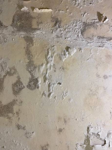 Best Emergency Mold Removal  in Bolinas, CA