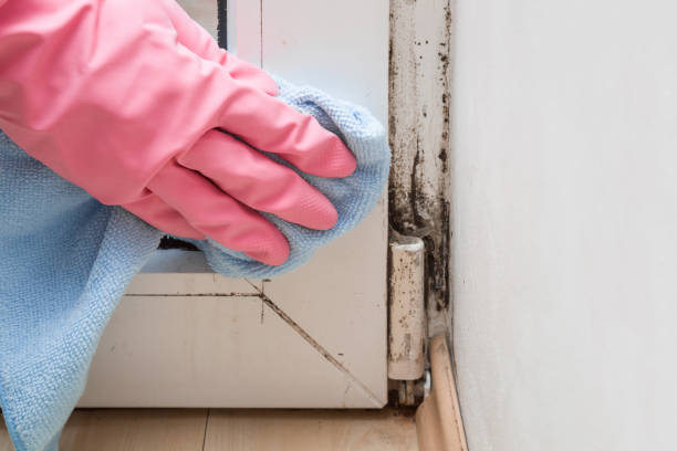 Certified Mold Removal in Bolinas, CA