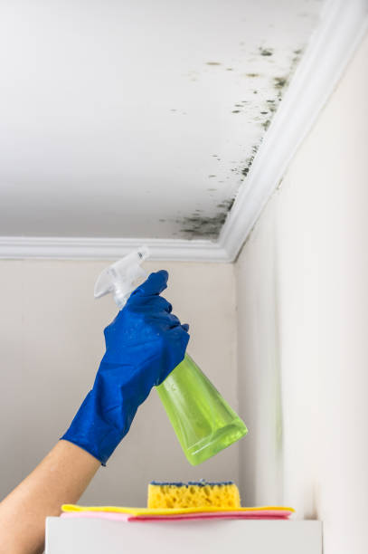 Best Mold Damage Repair  in Bolinas, CA